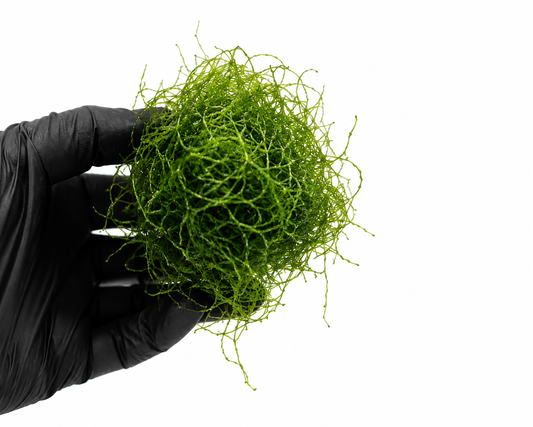 Live Chaetomorpha Macroalgae (Chaeto) - Softball Portion
