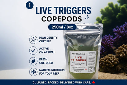 Live Triggers - Tigriopus Californicus Live Copepods - 500 ml
