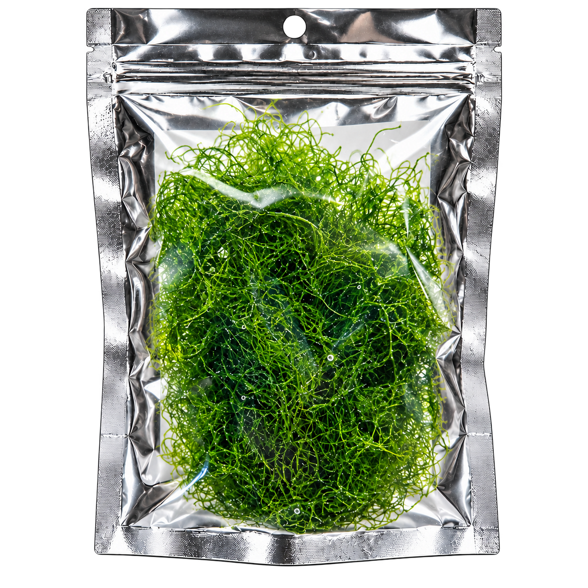 Reef Solutions - Live Chaetomorpha Macroalgae (Chaeto) - Softball Portion