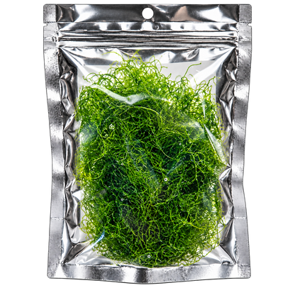 Reef Solutions - Live Chaetomorpha Macroalgae (Chaeto) - Softball Portion