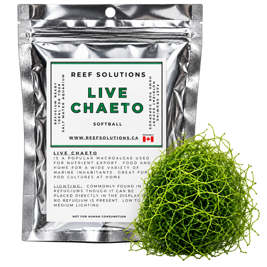 Reef Solutions - Live Chaetomorpha Macroalgae (Chaeto) - Softball Portion
