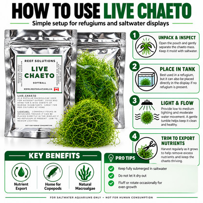 Reef Solutions - Live Chaetomorpha Macroalgae (Chaeto) - Softball Portion