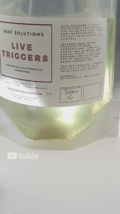 Live Triggers - Tigriopus Californicus Live Copepods - 500 ml